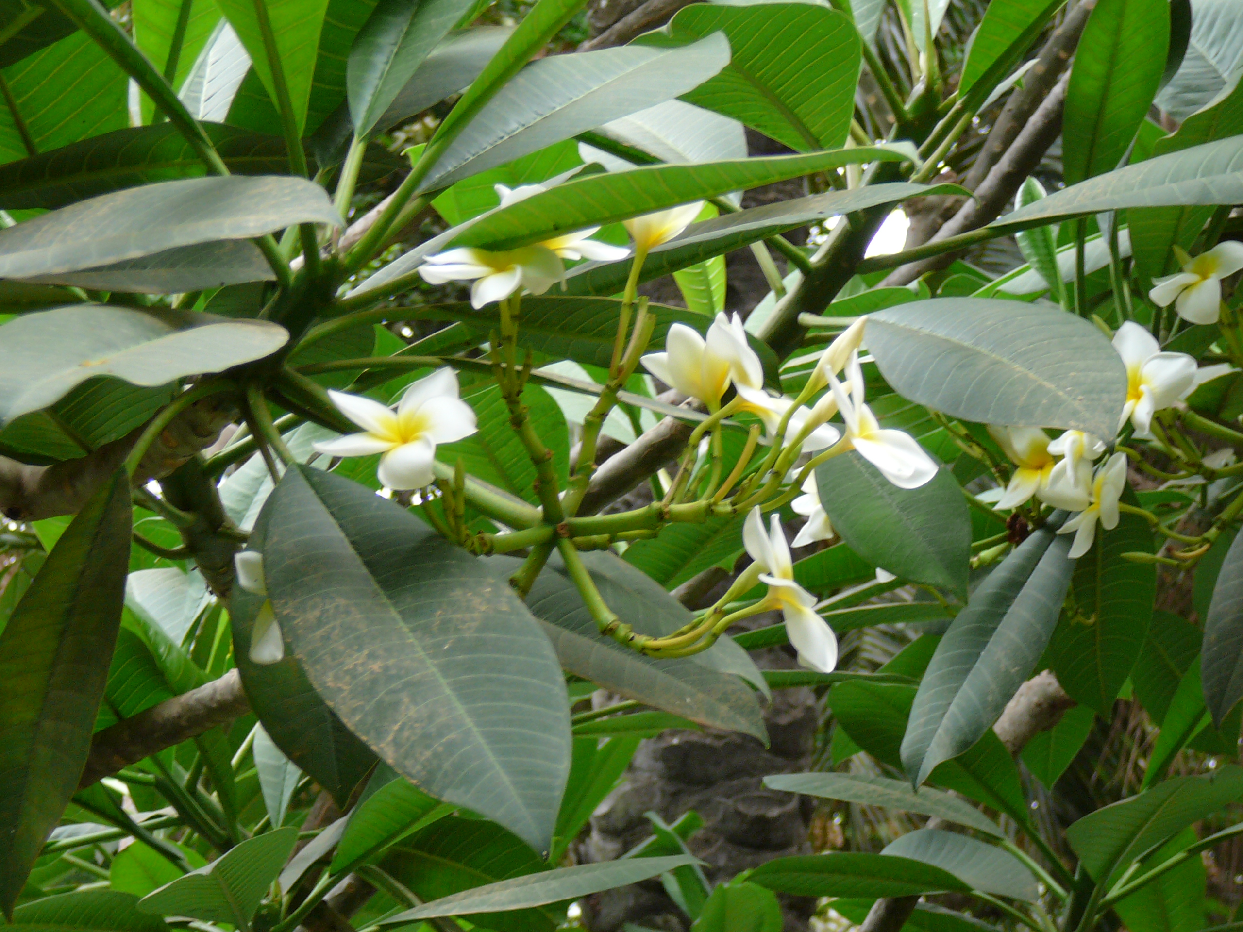 Plumeria Alba